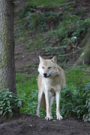 wolf 16